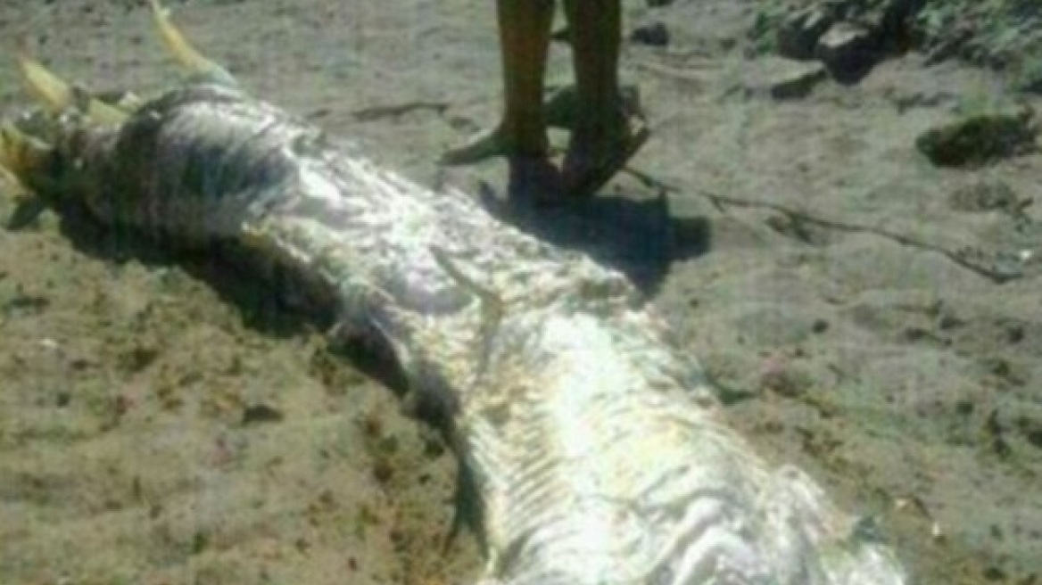 Θαλάσσιο «τέρας» ξεβράστηκε στις ακτές της Ισπανίας